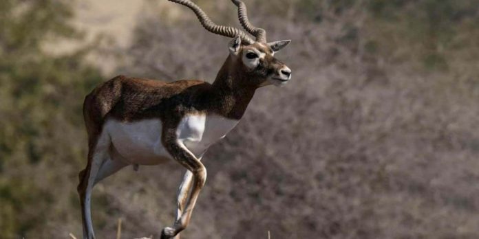 Black Deer Population in Pakistan increases After 53 Years